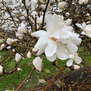 Meet your Posher, Laurie